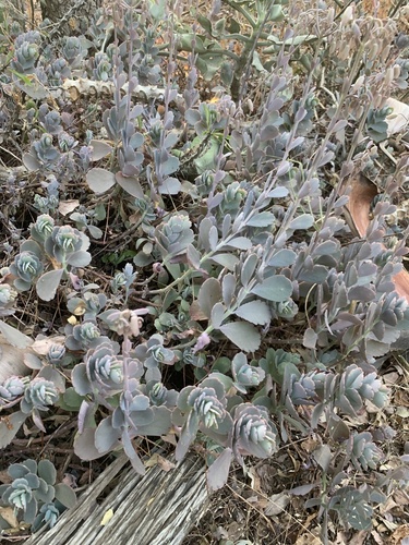 Kalanchoe fedtschenkoi