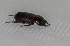 Phileurus