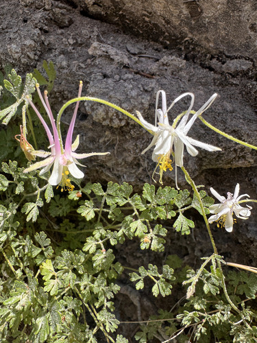 alcove columbine (Aquilegia micrantha)