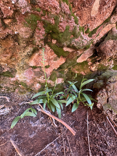 alcove bog orchid (Platanthera zothecina)