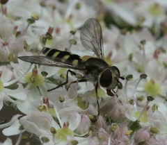 Melangyna labiatarum
