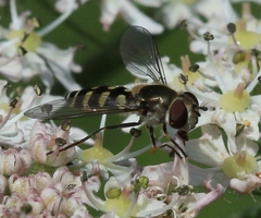 Melangyna labiatarum