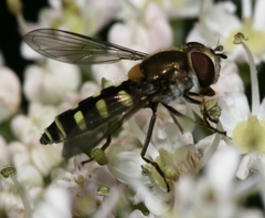 Melangyna labiatarum