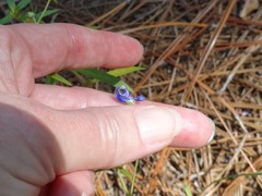 Trichostema setaceum