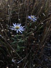 Symphyotrichum