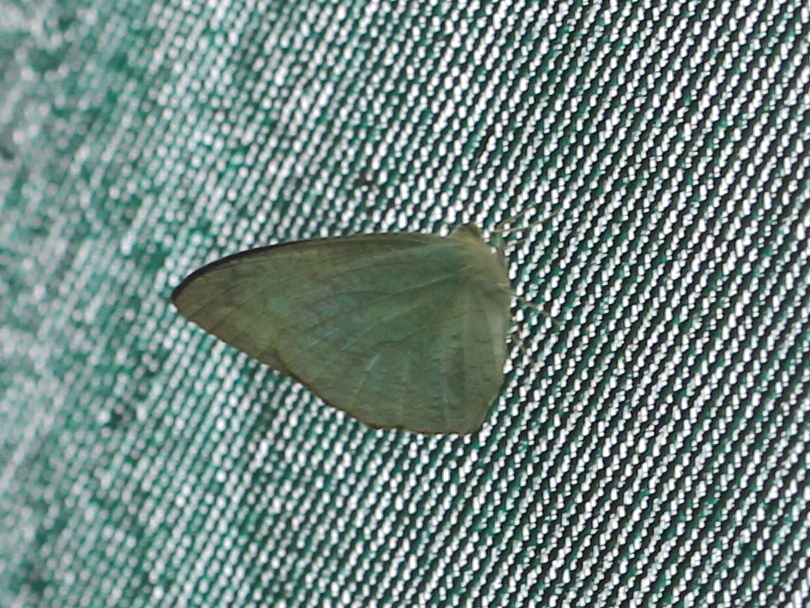 Mottled Emigrant