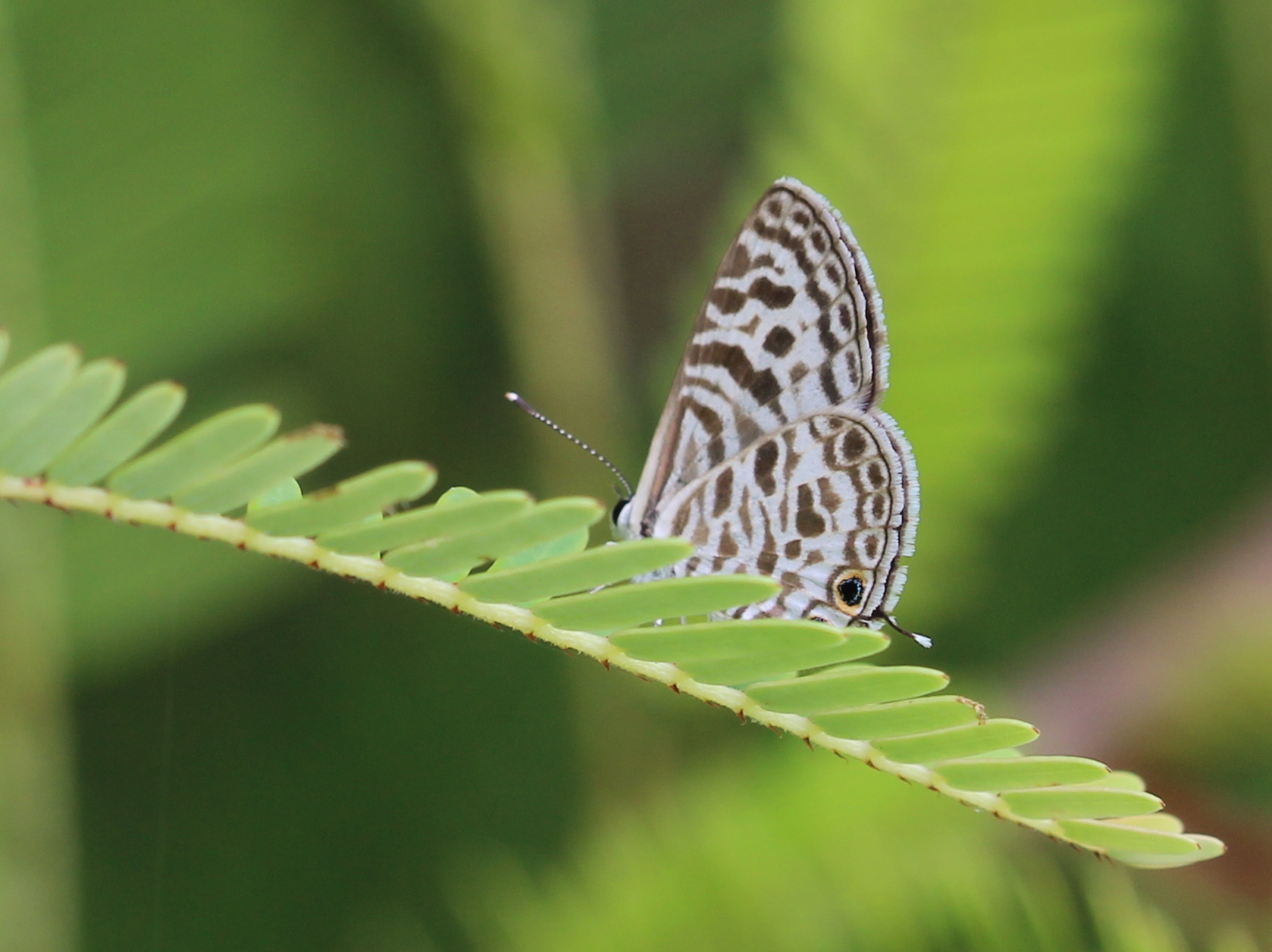 Zebra Blue