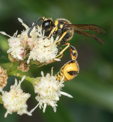 Eumenes crucifera