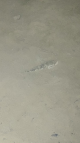 Caspian toad goby