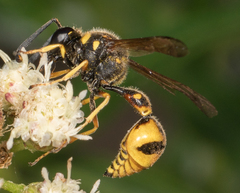 Eumenes crucifera