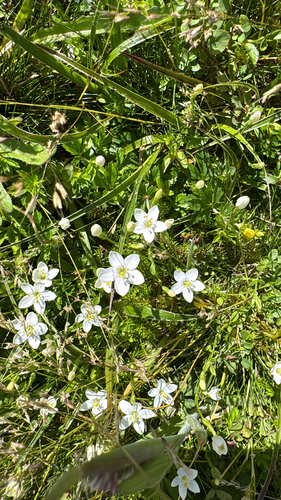 Perennial Centaury (Centaurium scilloides)