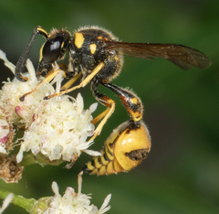 Eumenes crucifera