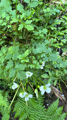 Cardamine caldeirarum, photograph (c) William Stephens, some rights reserved (CC BY)