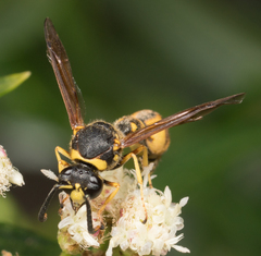 Eumenes crucifera