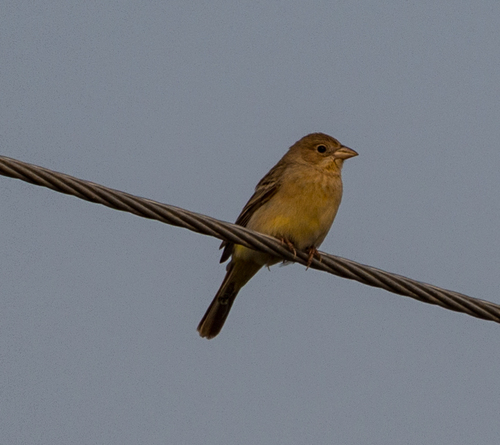 Red-headed Bunting