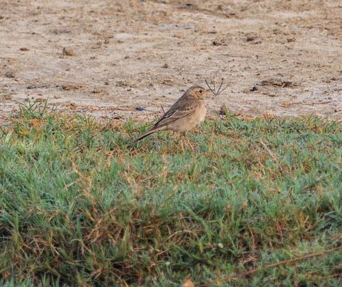 Paddyfield Pipit