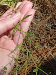 Trichostema setaceum