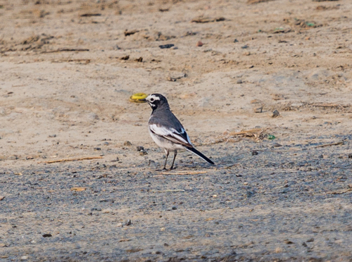 White Wagtail