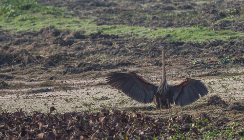 Purple Heron