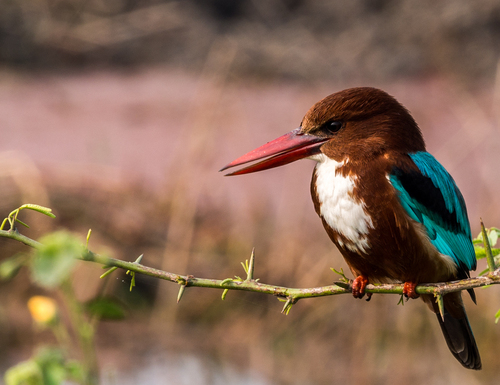 White-throated Kingfisher