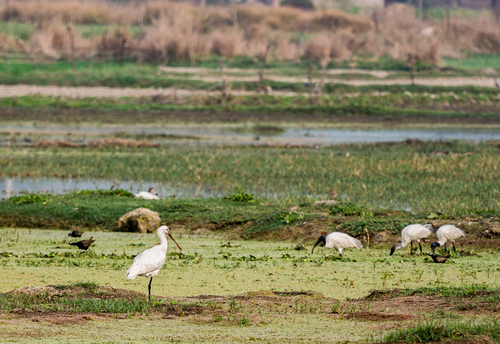 Black-headed Ibis