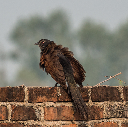 Greater Coucal