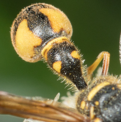 Eumenes crucifera