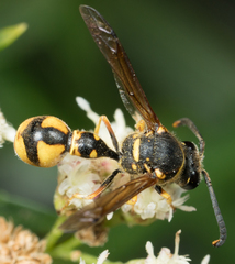 Eumenes crucifera