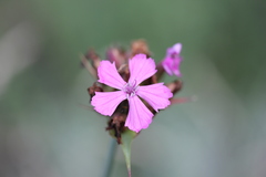 Dianthus andrzejowskianus