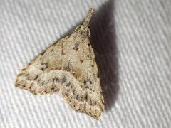 Trigonistis asthenopa