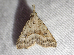 Trigonistis asthenopa