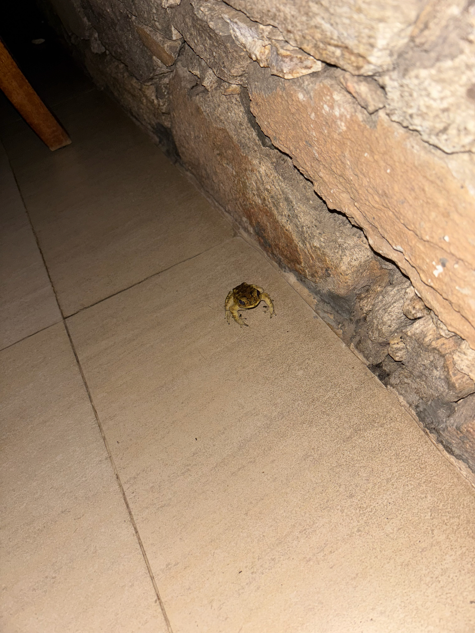 Indian Common True Toad