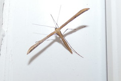 Stenoptilia pterodactyla