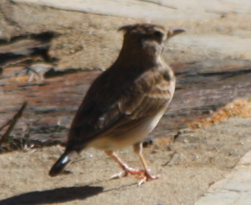 Galerida cristata