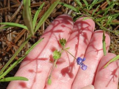 Trichostema setaceum