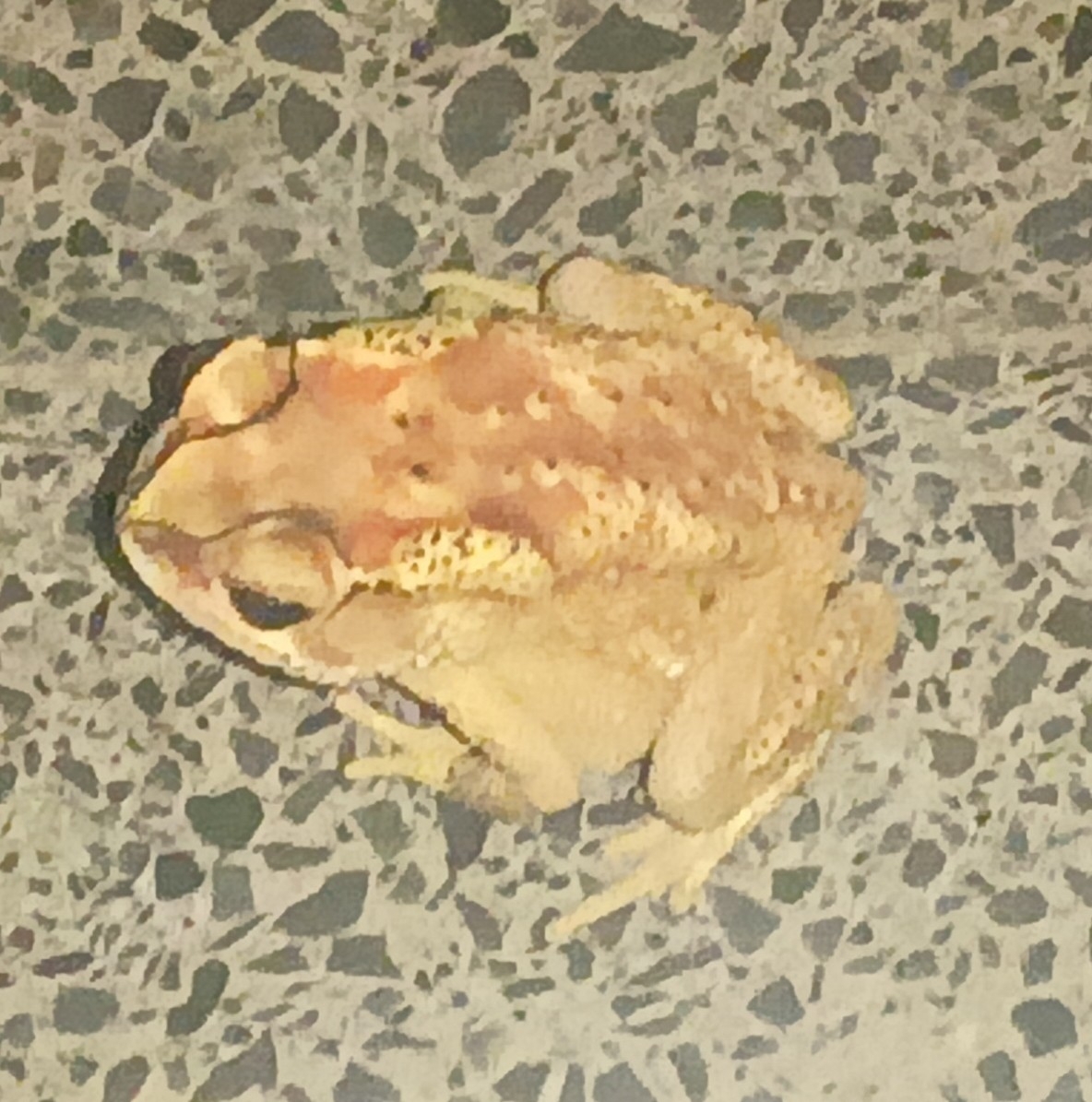 Indian Common True Toad