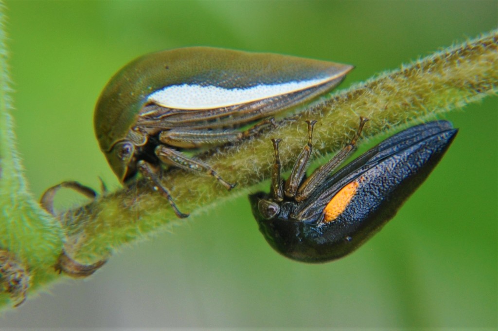 Stictopelta bipunctata