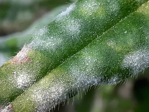 Golovinomyces asperifolii