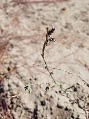 Polygonum aviculare