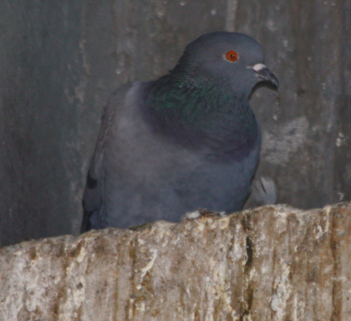 Columba livia