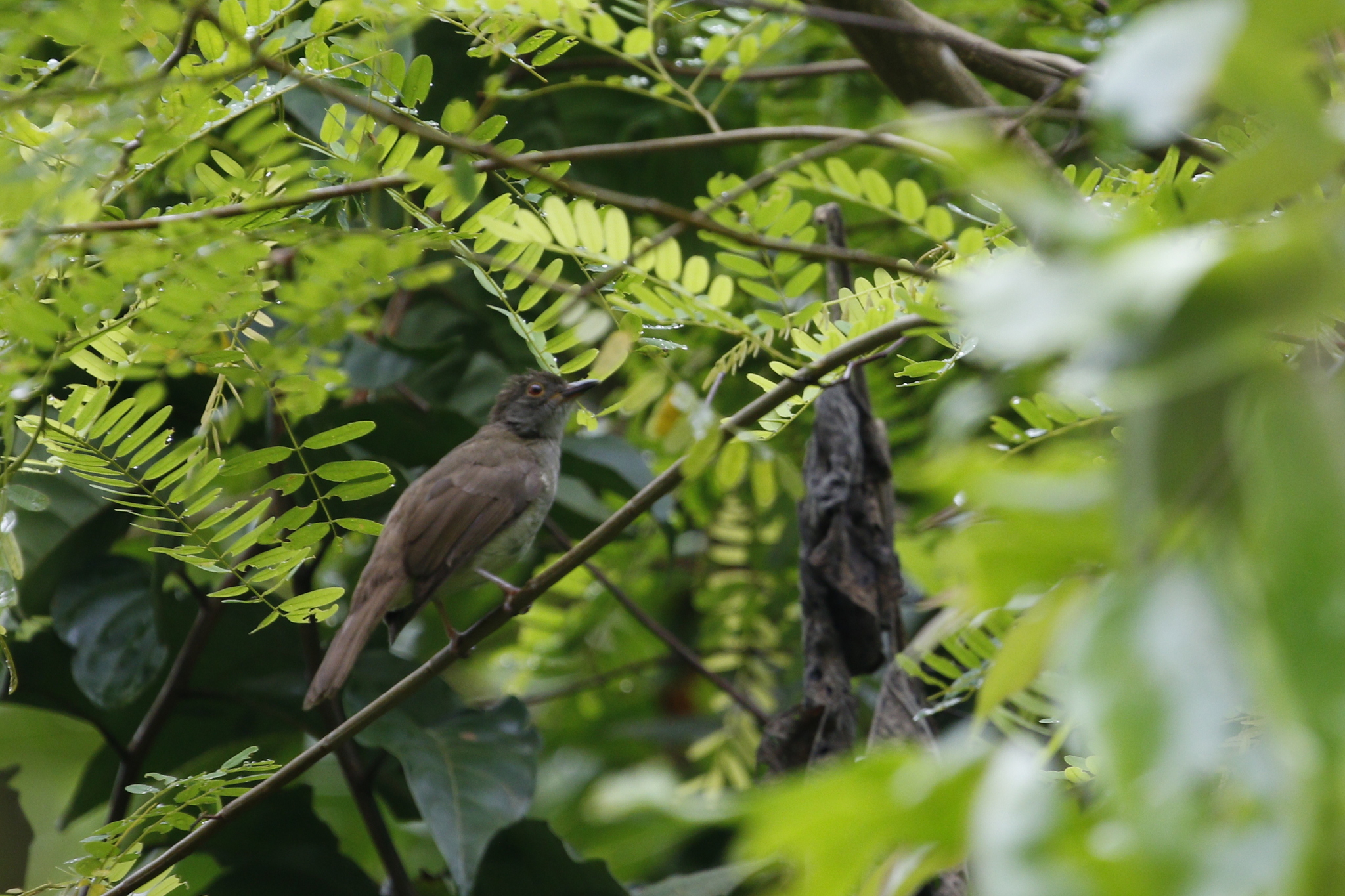 Spectacled Bulbul (Rubigula erythropthalmos), photo 10