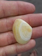 Macomona deltoidalis