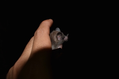 Choeroniscus godmani