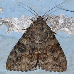 Catocala electilis