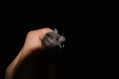 Choeroniscus godmani