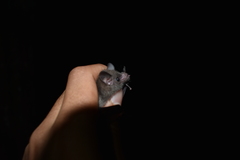 Choeroniscus godmani