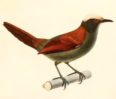 Light-Crowned Spinetail photo 1