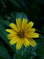 Sphagneticola gracilis