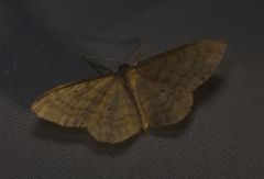 Idaea rufaria