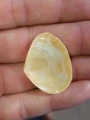 Macomona deltoidalis